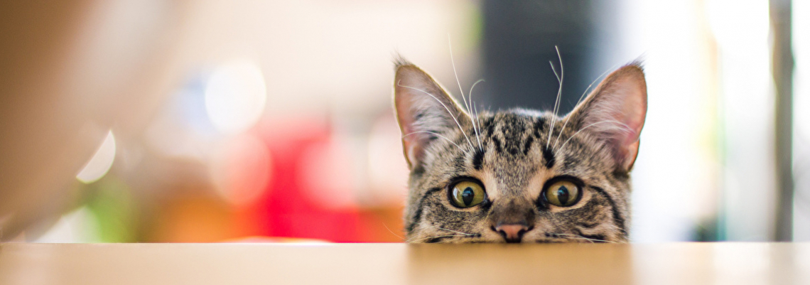 Как отучить кота лазать: Статьи | Отель для котов Terrakot